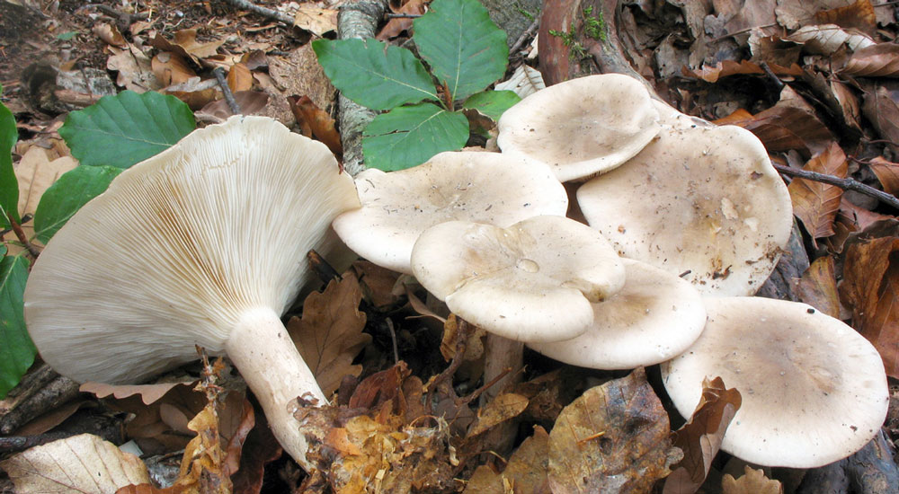 Seta Pardilla o Clitocybe Nebularis