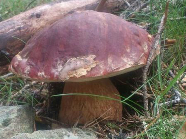 boletuspinicola1