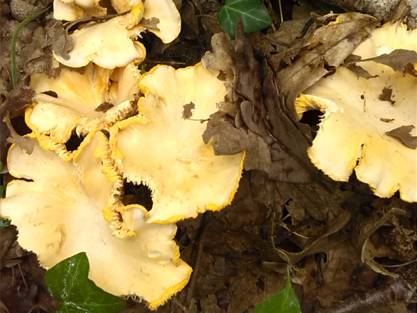 cantharelluscibarius1