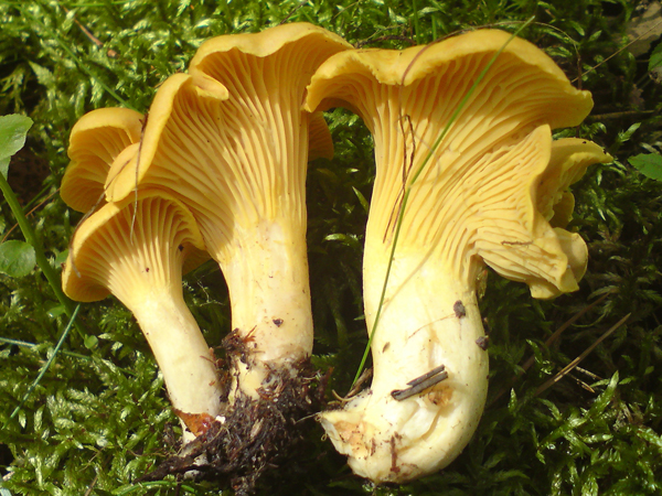 cantharelluscibarius2