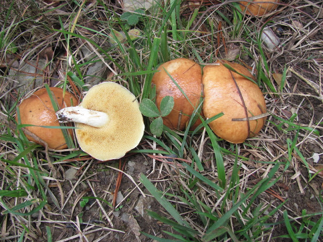 suillus granulatus o boletus granulado