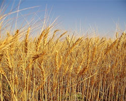 paja de trigo para sustrato