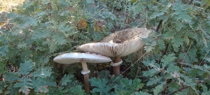 Macrolepiota Procera