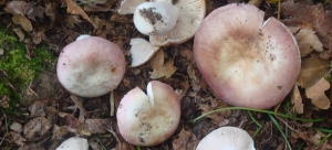 Russula Vesca