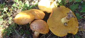 Suillus Granulatus