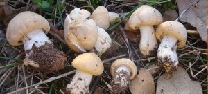 Calocybe gambosa