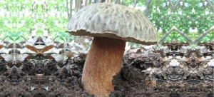 BOLETUS AEREUS 