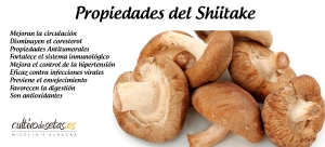 shiitake propiedades de las setas hongos