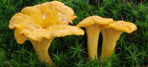 Cantharellus Cibarius