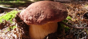 Boletus Pinicola