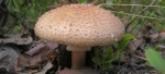 Amanita Rubescens