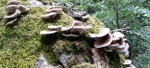 Pleurotus Ostreatus