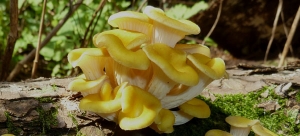 Seta de ostra amarilla