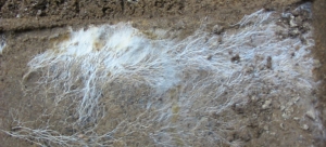 Ciclo de vida de los hongos - El mundo de los hongos