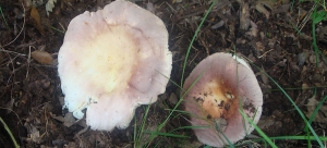 Russula cyanoxantha