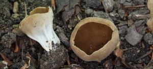 Helvella Acetabalum