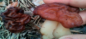 Gyromitra esculenta