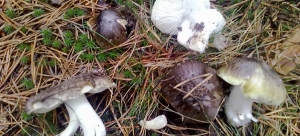 Tricholoma Portentosum