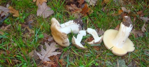 Entoloma lividum