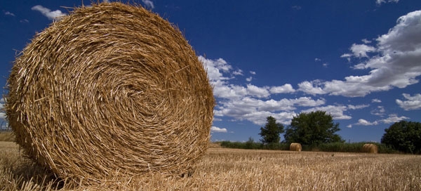 Preparación del sustrato