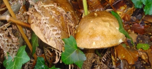 Leccinum carpini