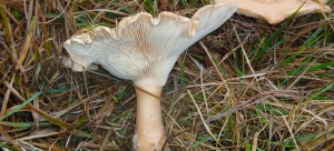 Clitocybe Geotropa