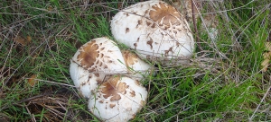 Macrolepiota Venenata