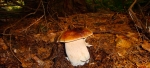 Boletus Edulis