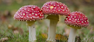 El mundo de los hongos - Envenenamientos menores