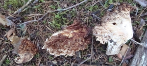 Ramaria Botrytis