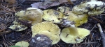 Tricholoma equestre