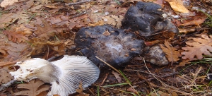 Hygrophorus marzuolus