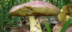 Boletus Regius