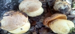 Boletus Impolitus