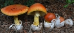 Amanita Caesarea