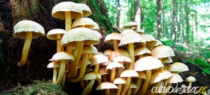 Gu&iacute;a del Colaborador