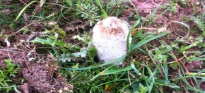 Coprinus comatus