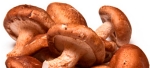 Shiitake