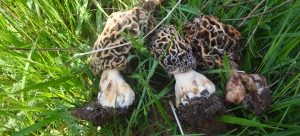 Morchella Esculenta