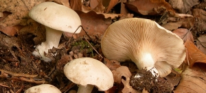 El mundo de los hongos - Setas tóxicas y comestibles 3