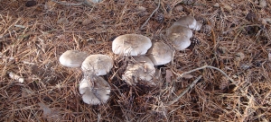 Clitocybe Nebularis