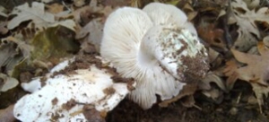 Tricholoma Columbetta