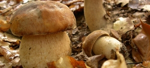 Boletus Aestivalis