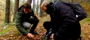 El Encantador de Setas: El boletus pinicola en el puerto de Canencia