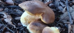 Leccinum Lepidum