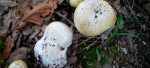 Amanita Phalloides