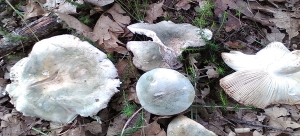 Russula virenscens