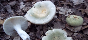 El mundo de los hongos - setas tóxicas y comestibles