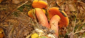 Boletus erytrophus