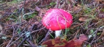 Amanita Muscaria